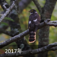 2017N