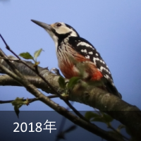 2018N
