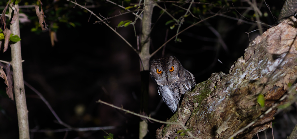 オオコノハズク