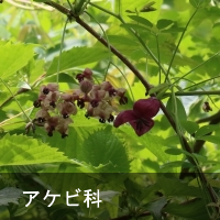APr