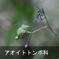 AICgg{