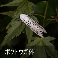 {NgEK