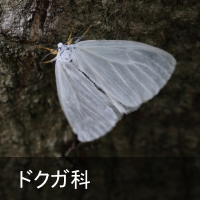 hNK