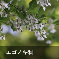GSmL