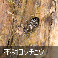 �s���R�E�`���E