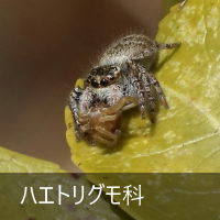 nGgO