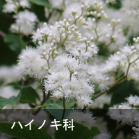 nCmL