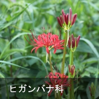 qKoi