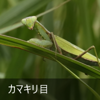J}L