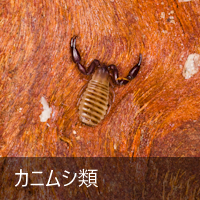 �J�j���V��