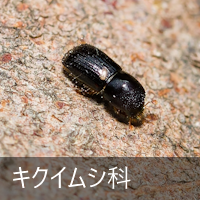 �L�N�C���V��