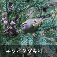LNC^_L