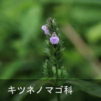 Lclm}S