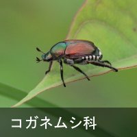 RKlV