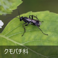 No`