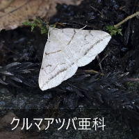N}Aco