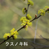 NXmL