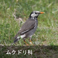 Nh