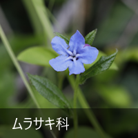TL
