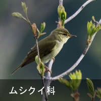 VNC