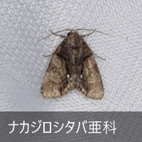 iJWV^o