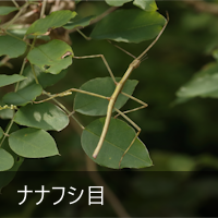 iitV