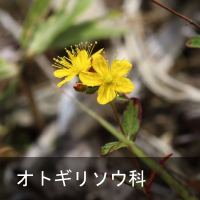IgM\E