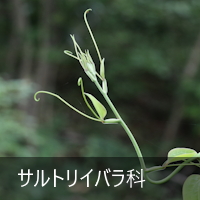 TgCo