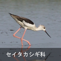 ZC^JVM