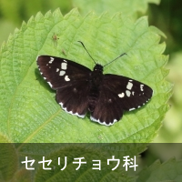 ZZ`E