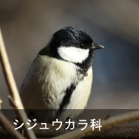 VWEJ