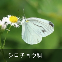 V`E