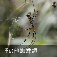 ̑w偗
