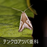 eNAco