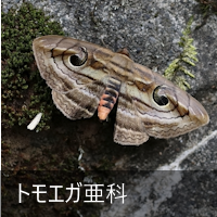 gGK