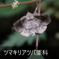 c}LAco