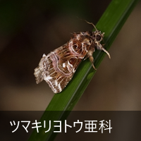 c}LgE